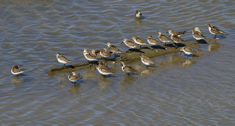 Western Sandpiper - Iona Jetty, Vancouver, BC, 2012
