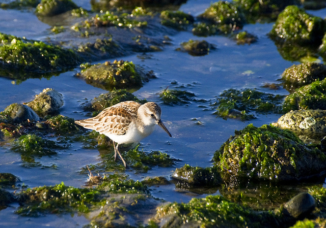 Western Sandpiper - Comox, BC, 2011