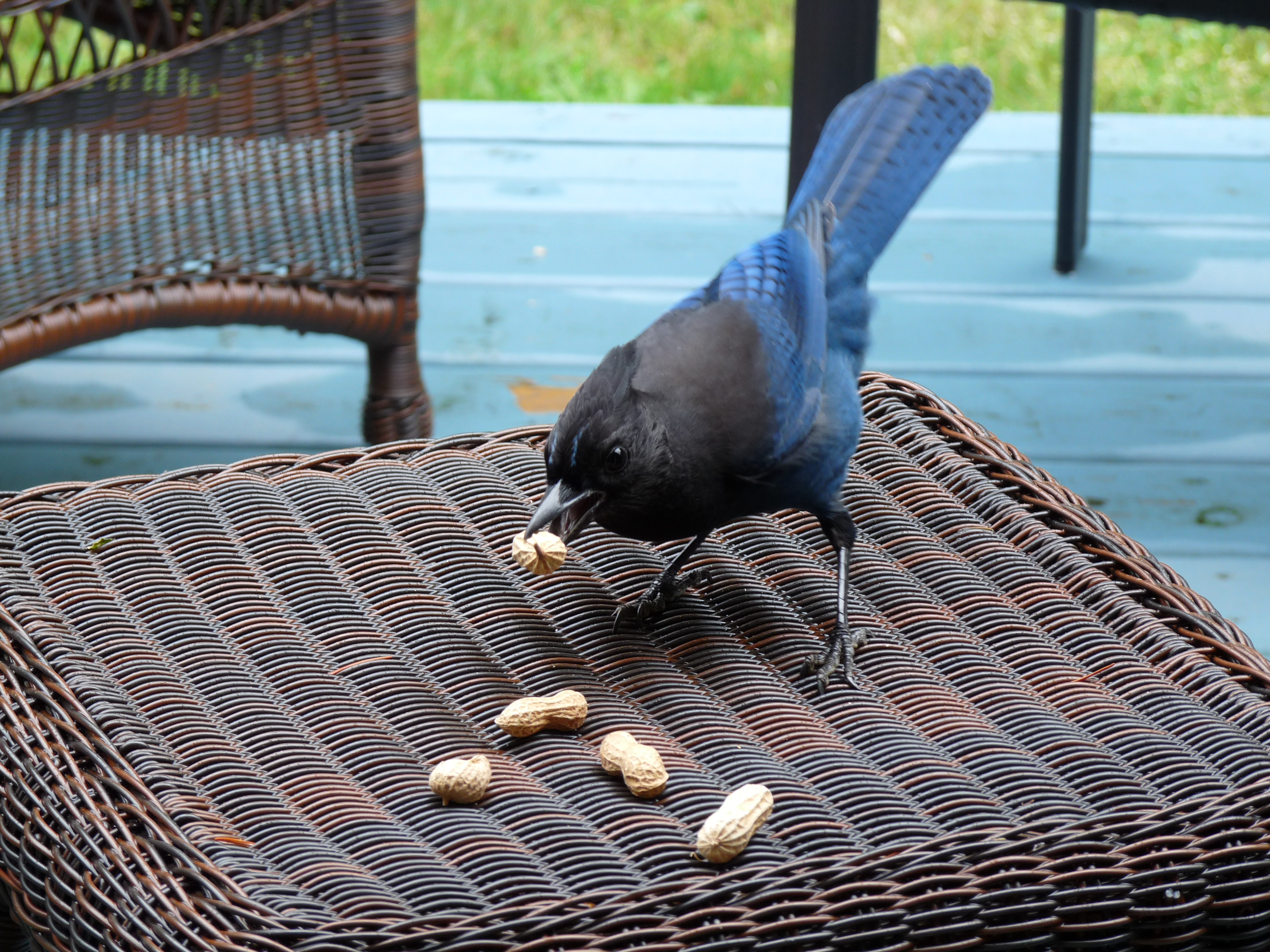 Just How Smart Are Those Jays Bird Canada