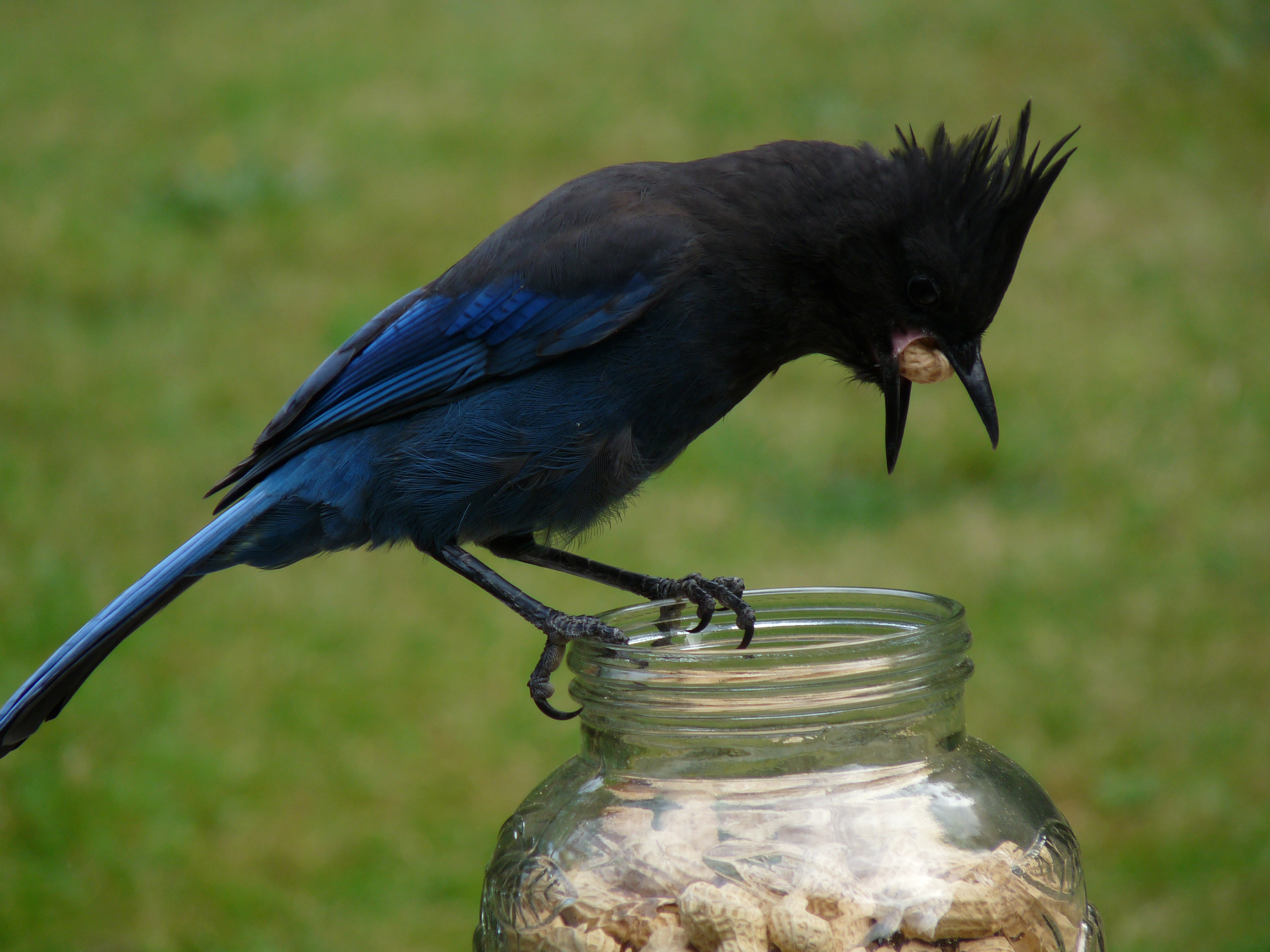 as many in your mouth - Bird Canada