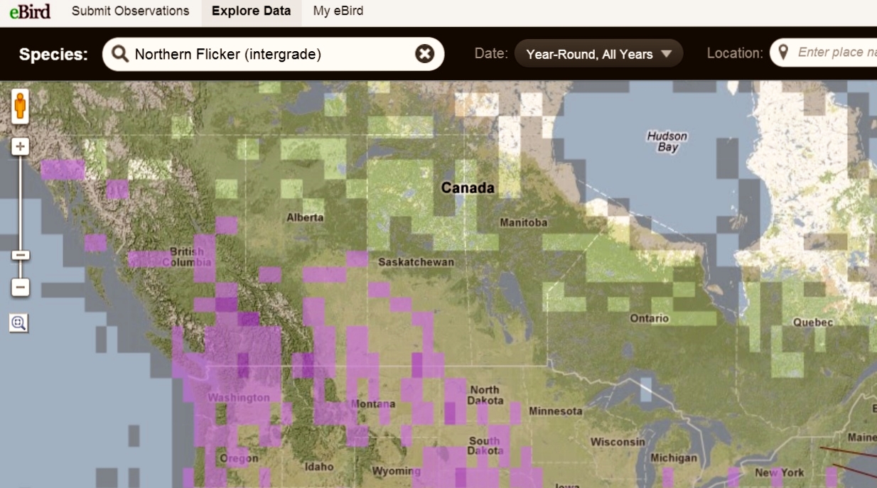 Intergrade Flicker Map from eBird (2)