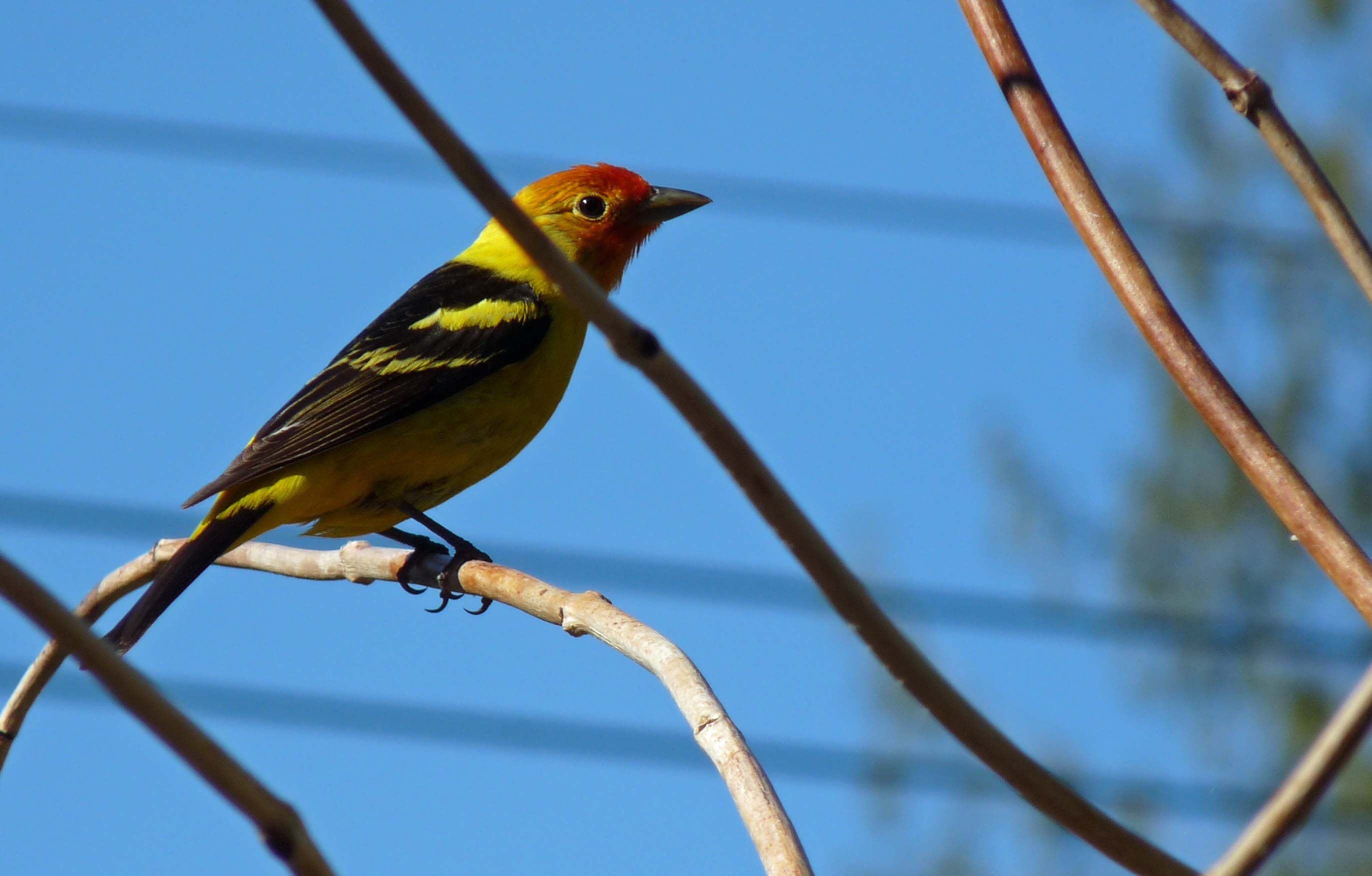 Western tanager E Bird Canada