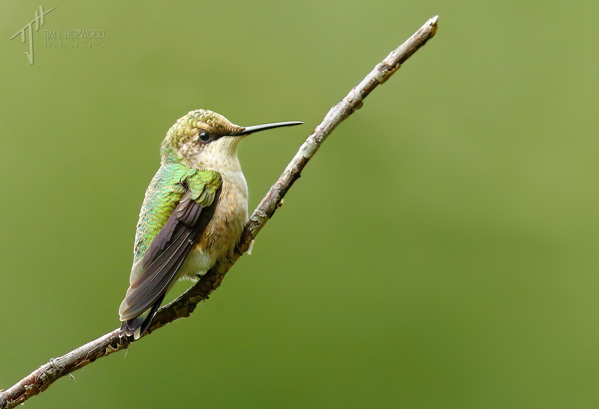 Warblers, shorebirds and fallouts late Summer birding in Southern
