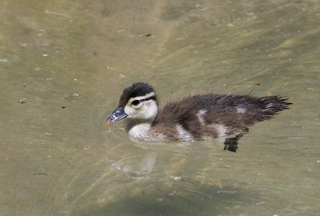 Baby Wood Duck. Photo by Kevin Cole. CC license. Bird Canada