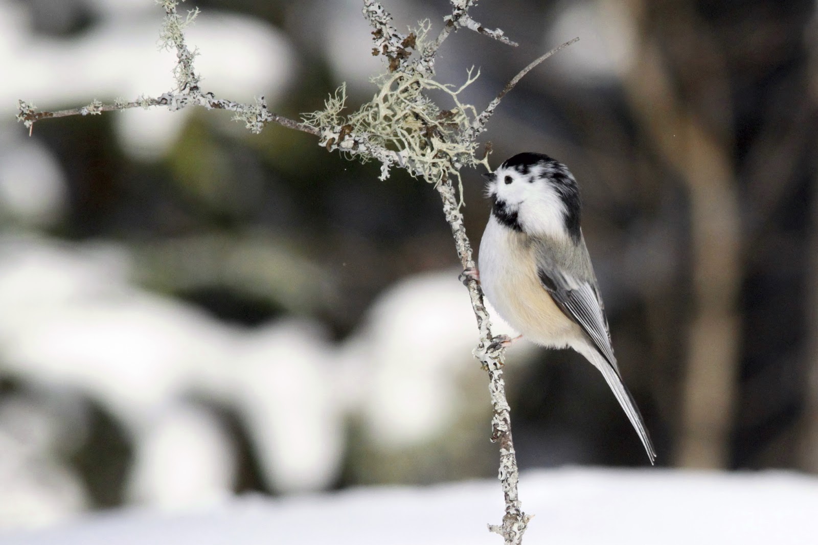 LChickadee2013 Bird Canada