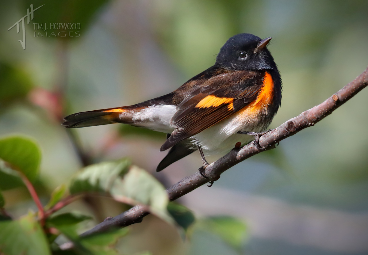 Fall Songbird Migration In Southern Alberta Bird Canada