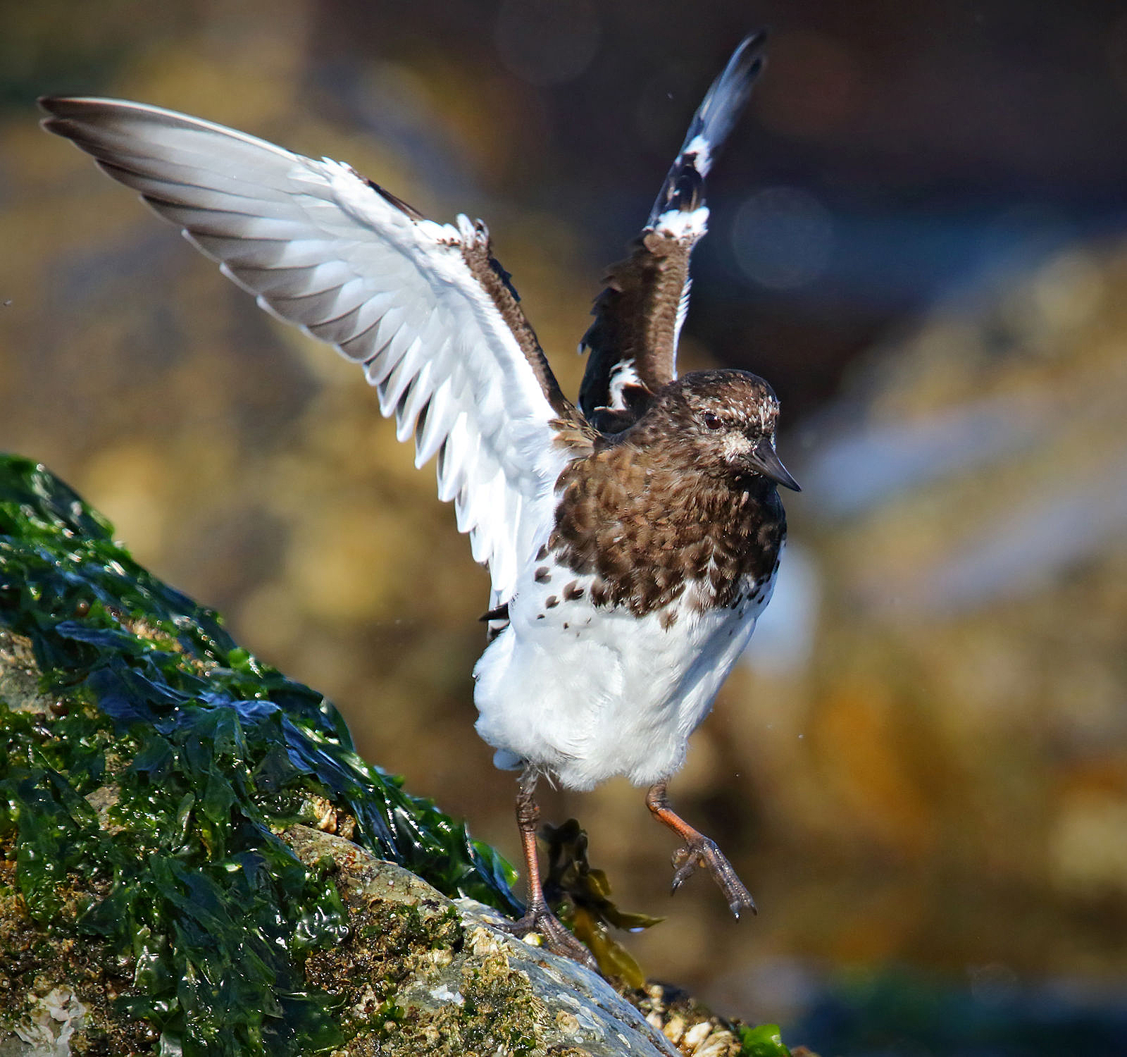TH7D6155crop Bird Canada