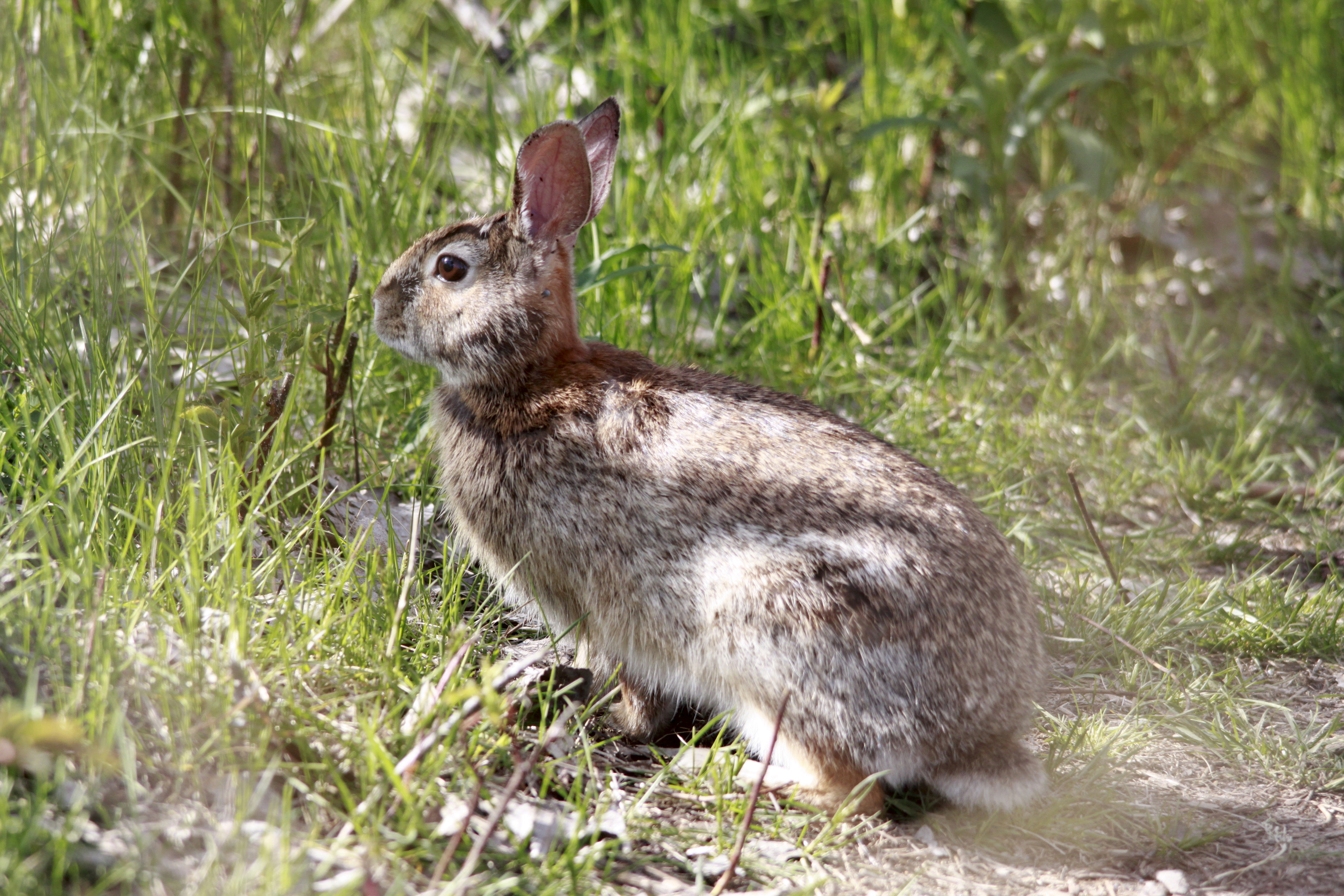 Bunny Bird Canada Bunny Bird Canada