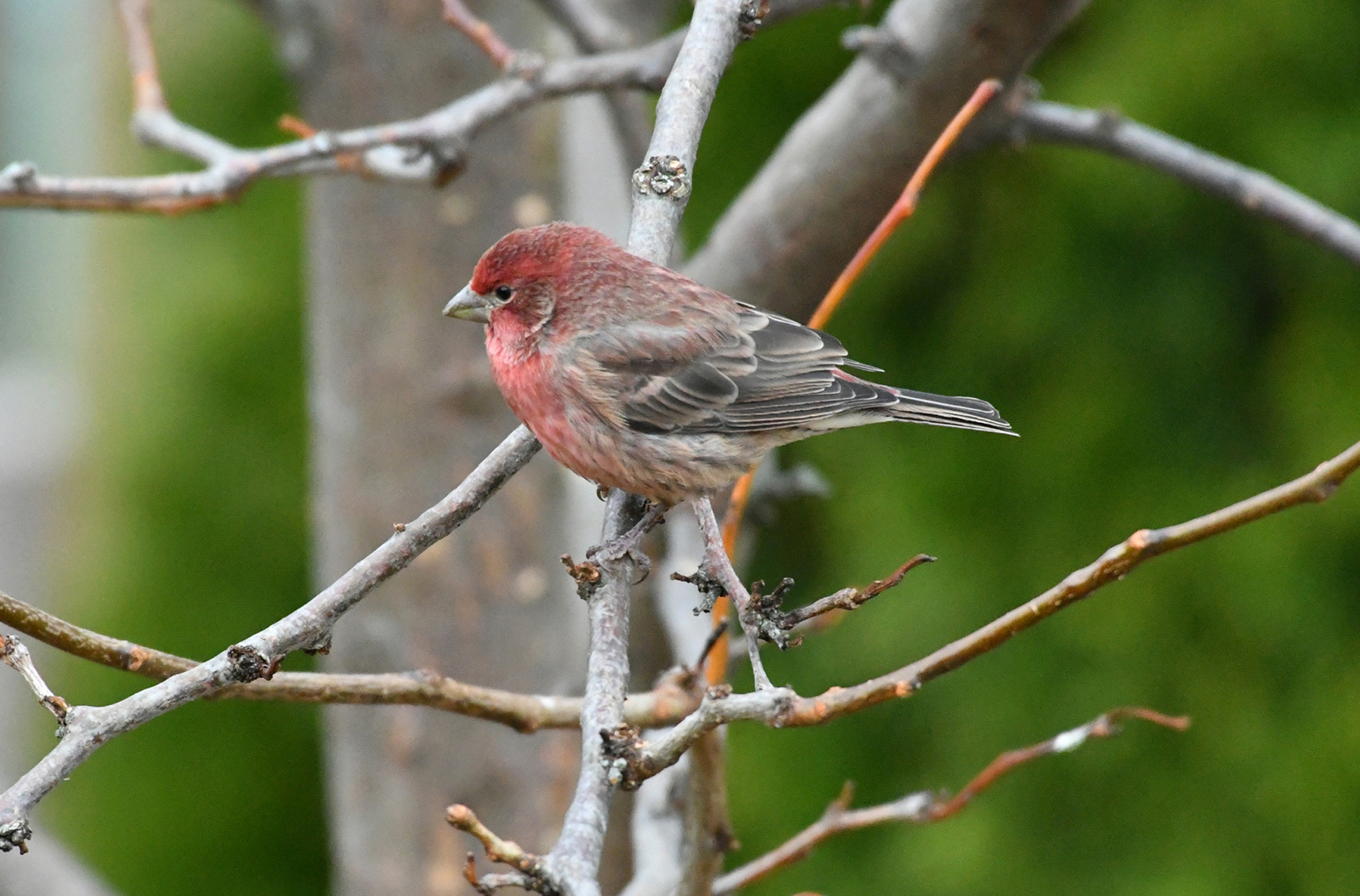 Finches In Ontario Canada
