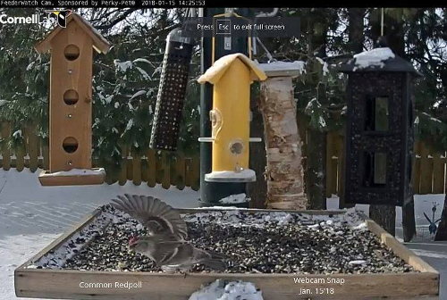 Notes From A Northwestern Ontario Backyard January 2018 Bird