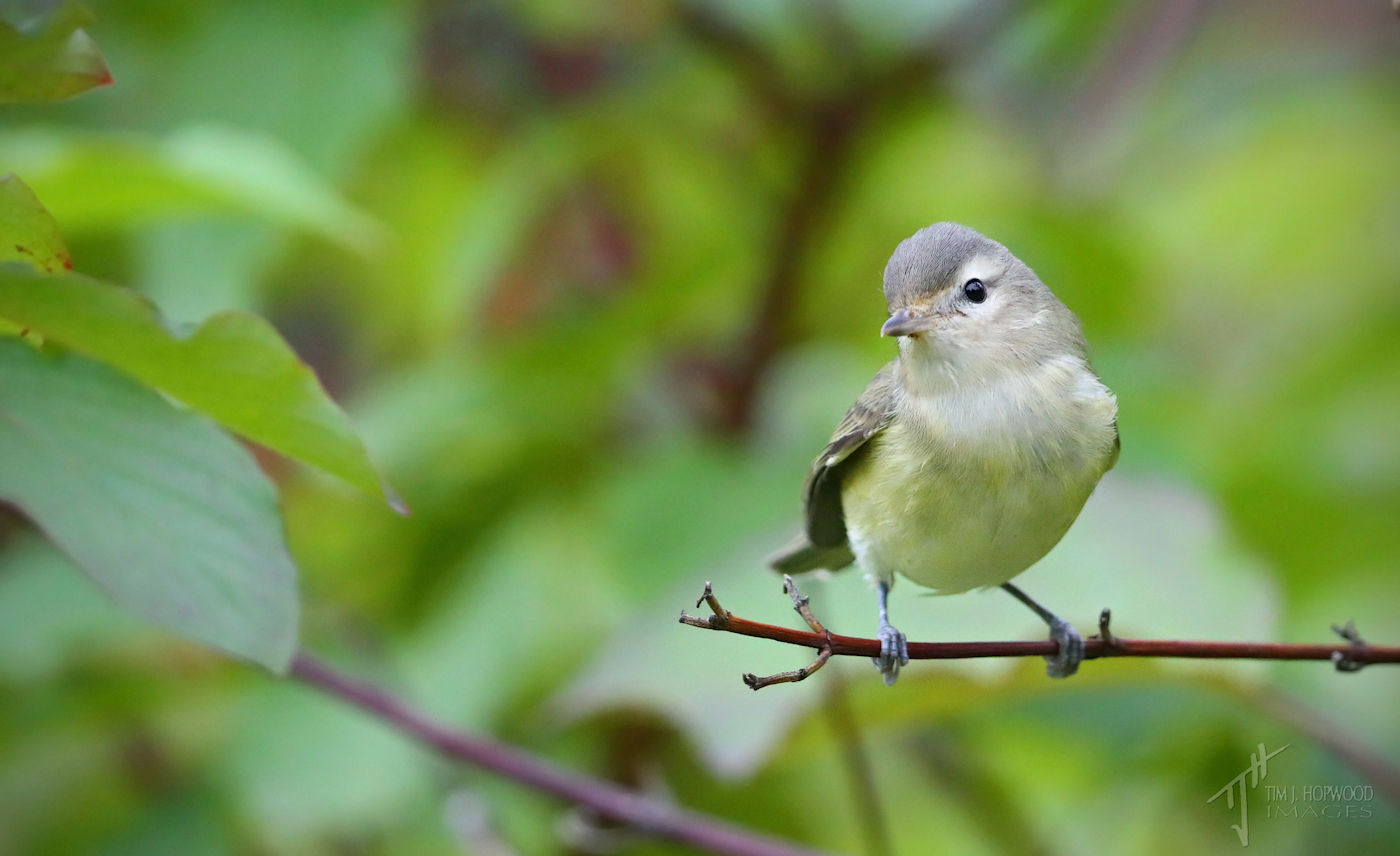 My last birds of the Alberta Summer Bird Canada