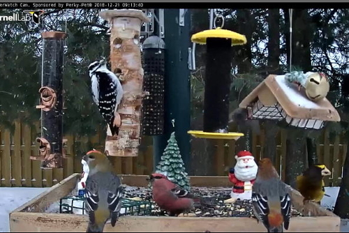 Notes From A Northwestern Ontario Backyard January 2019 Bird
