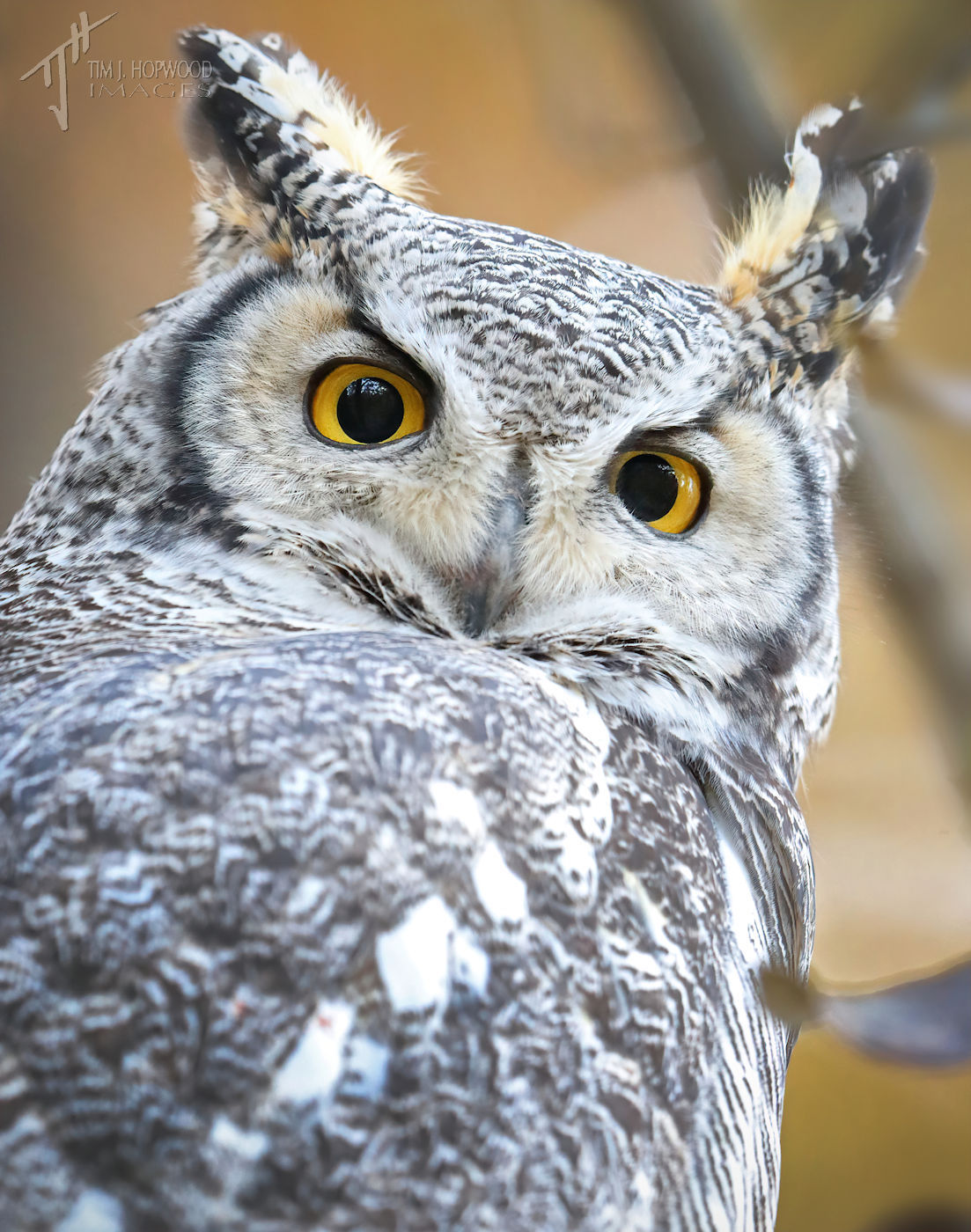 boards of canada bird
