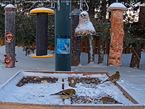 Bird Canada A Voice For The Northern Bird