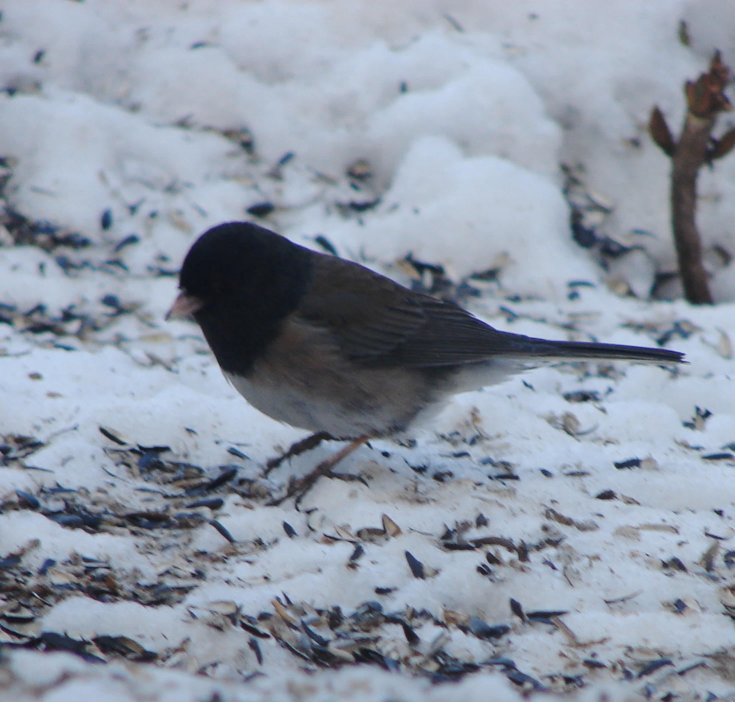 Feeding Birds during the Winter Bird Canada
